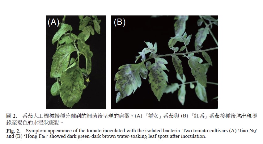 Symptom appearance of the tomato inoculated with the isolated bacteria. Two tomato cultivars (A) ‘Jiao Nu’ and (B) ‘Hong Fan’ showed dark green-dark brown water-soaking leaf spots after inoculation.